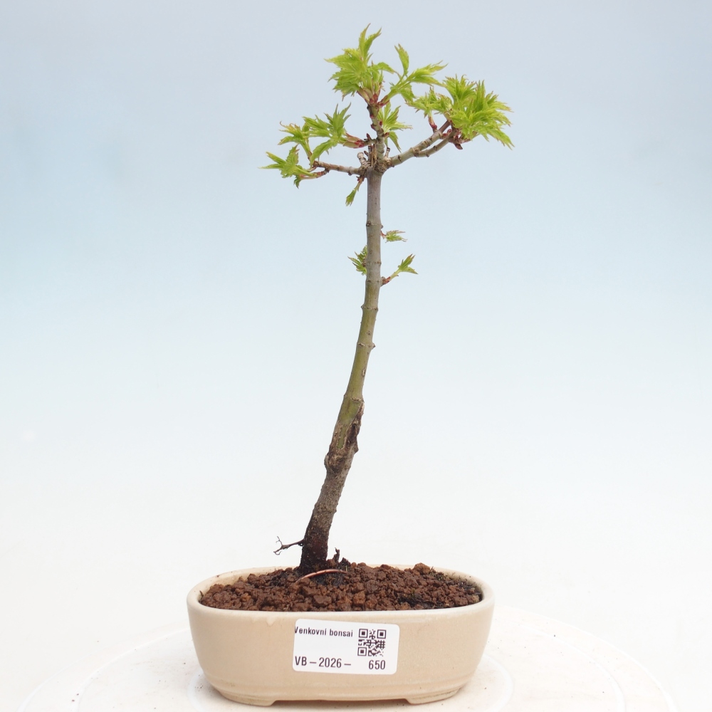 Bonsai für draußen - Acer palmatum SHISHIGASHIRA- Kleinblättriger Ahorn