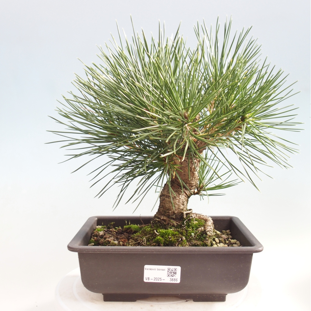 Bonsai für draußen - Pinus thunbergii - Thunberg-Kiefer