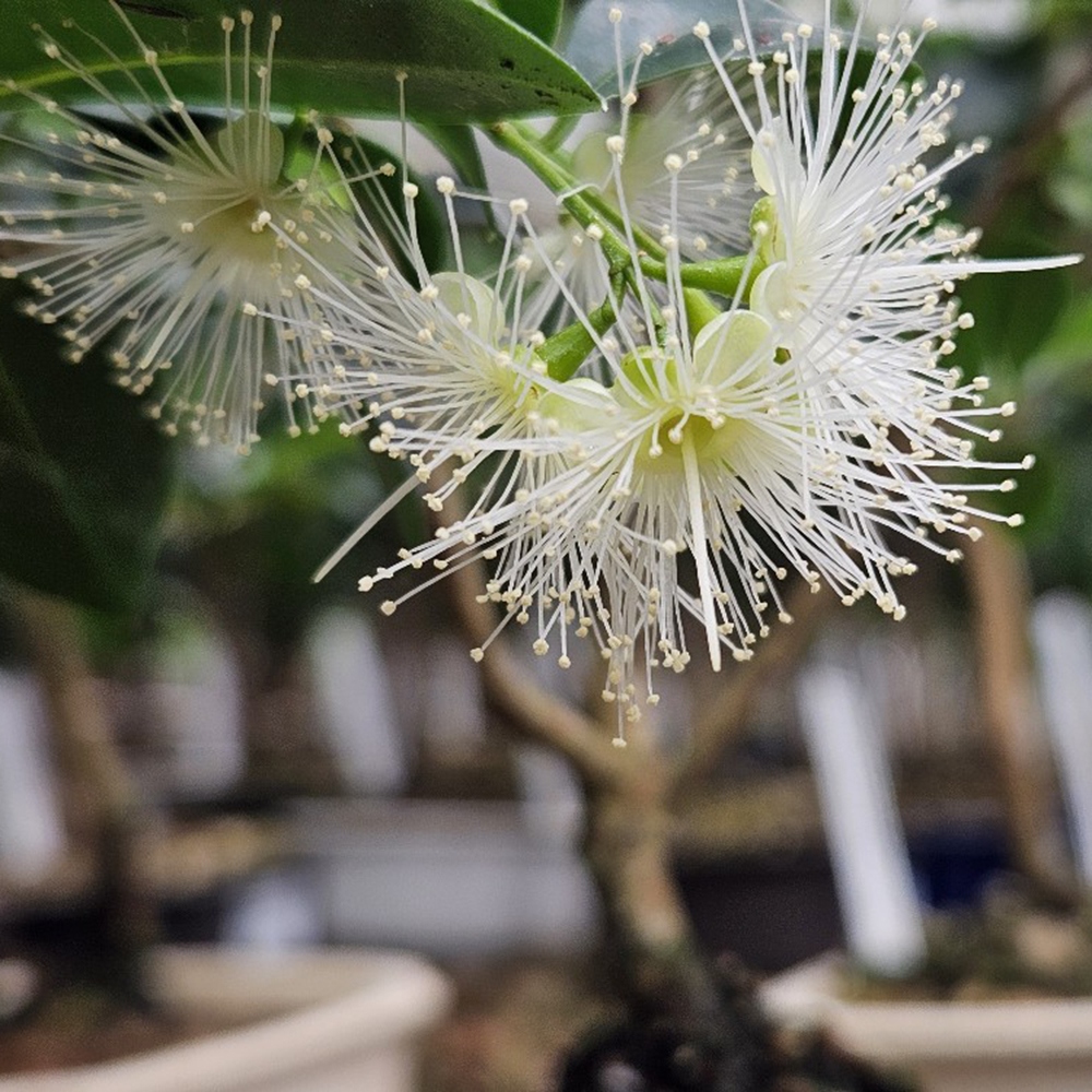 Zimmer Bonsai - Australische Kirsche - Eugenia uniflora