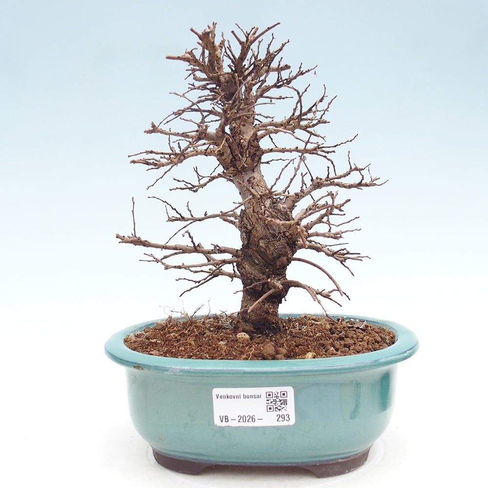 Bonsai für draußen - Zelkova - Zelkova NIRE
