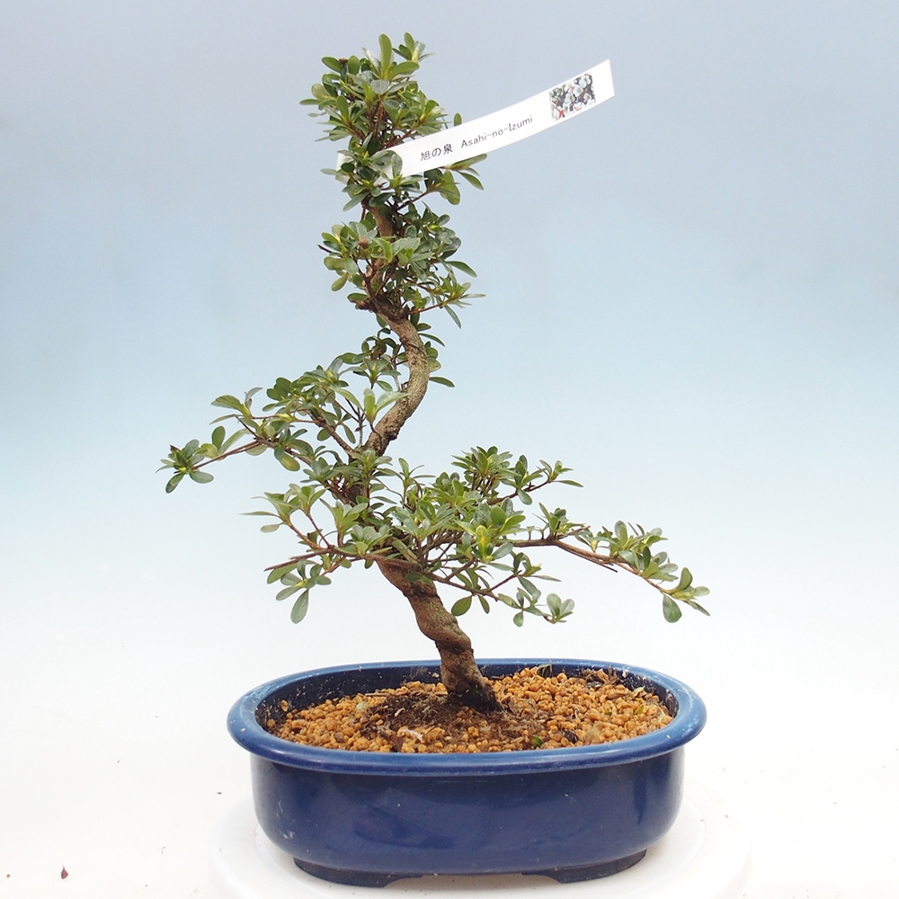 Bonsai für draußen - Japanische Azalee - Azalee Asahi-no-izumi