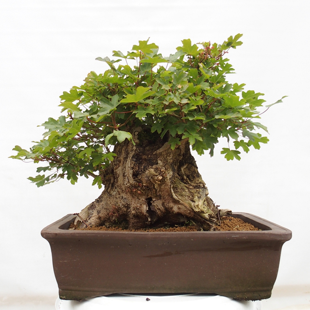 Bonsai für draußen - Französischer Ahorn - Acer Nonspessulanum