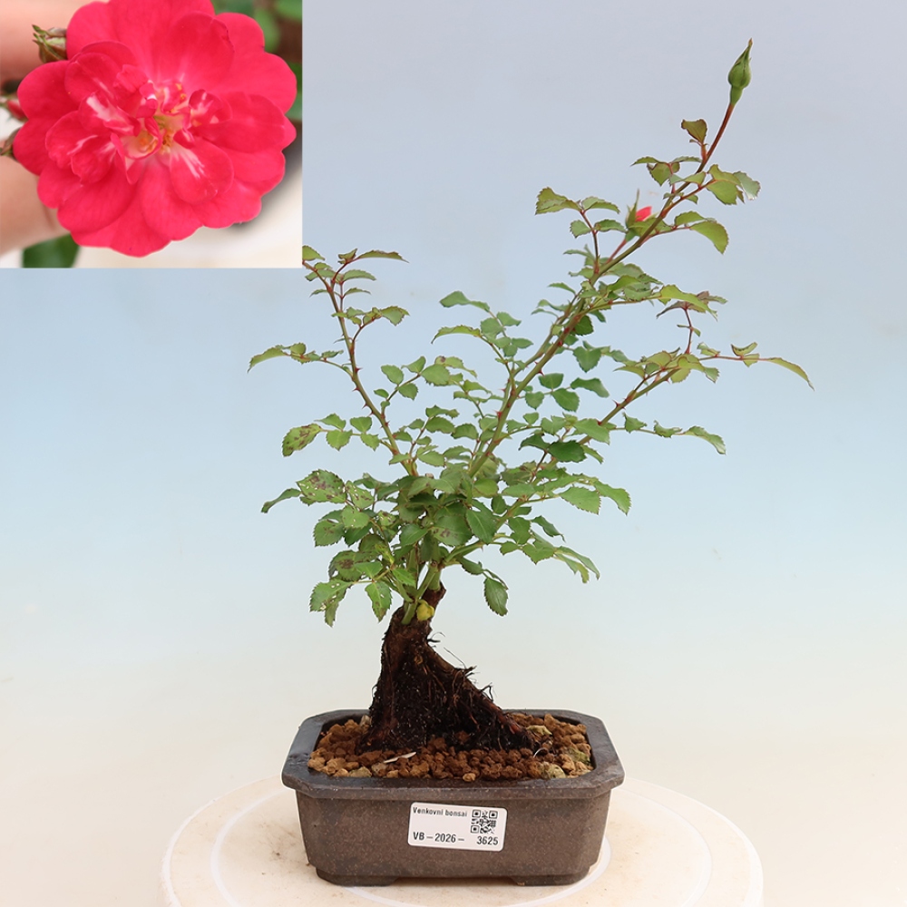 Bonsai für draußen - Rosa Kordes - Rose