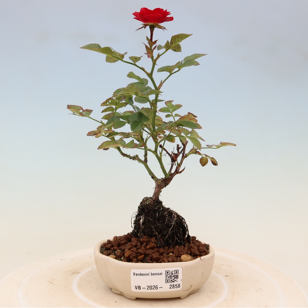 Bonsai für draußen - Rosa Kordes - Rose