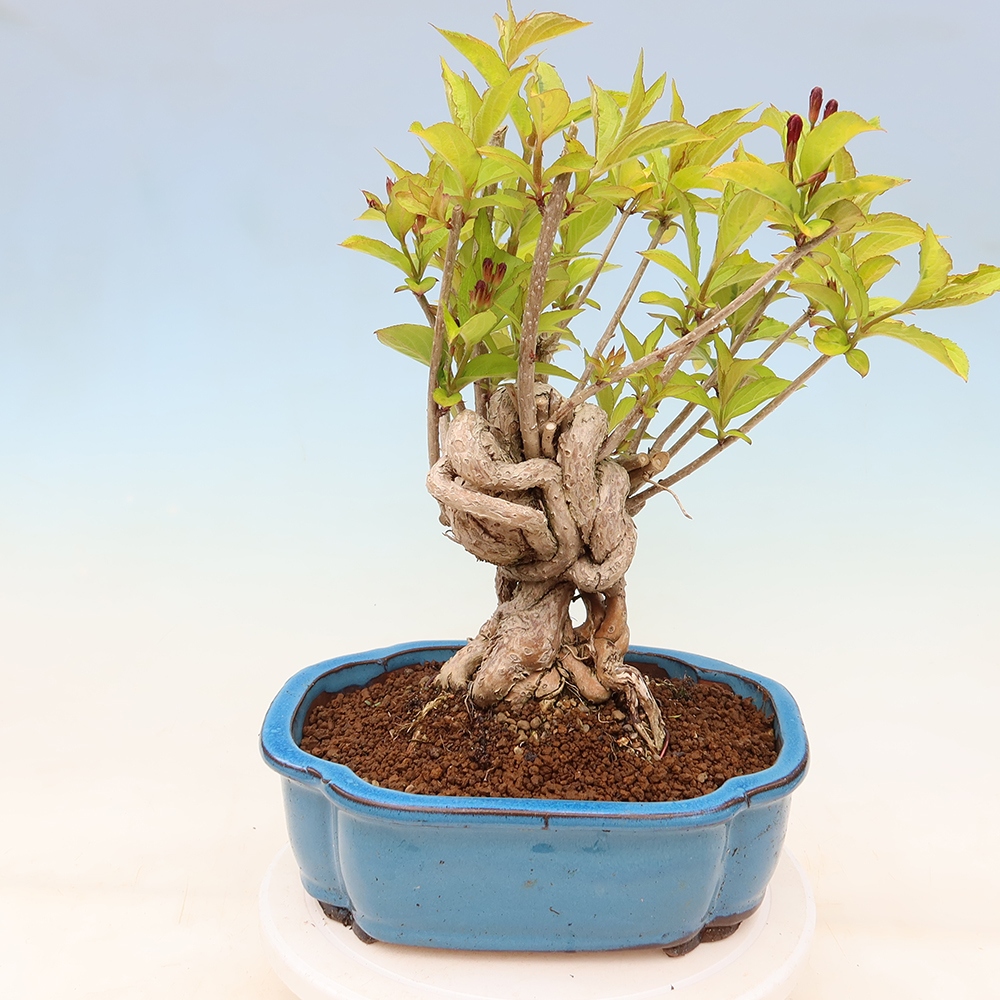Freiland-Bonsai – Weigela subsessilis – Koreanische Weigela