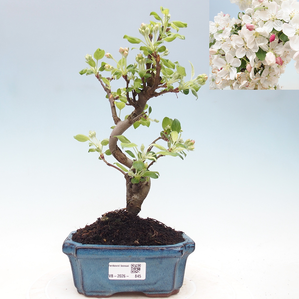 Outdoor-Bonsai -Malus halliana - Kleinfrüchtiger Apfelbaum
