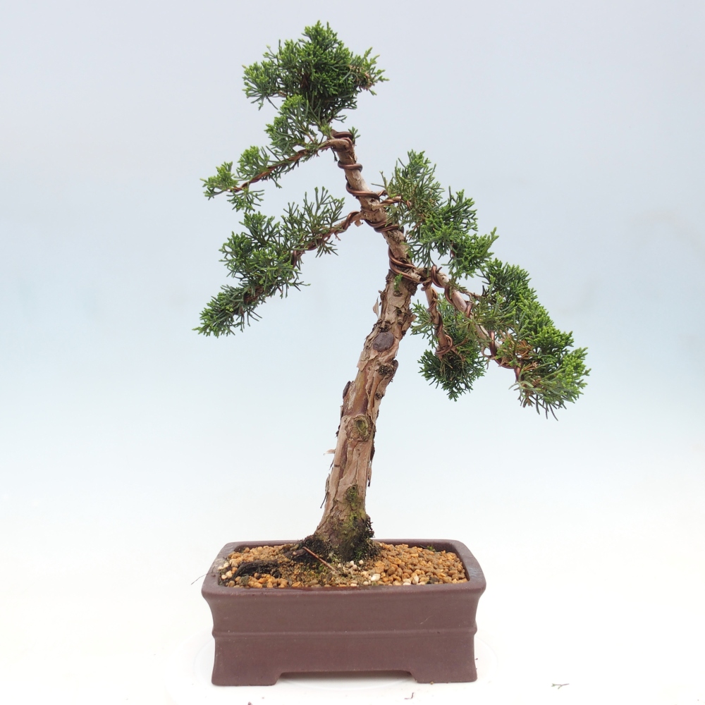 Bonsai für draußen - Juniperus chinensis Kishu