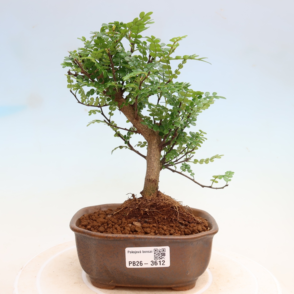 Zimmer Bonsai - Zantoxylum piperitum - Pfefferbaum