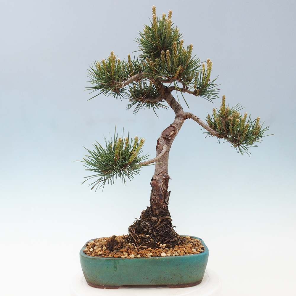 Bonsai für draußen - Pinus Sylvestris Watererri - Waldkiefer