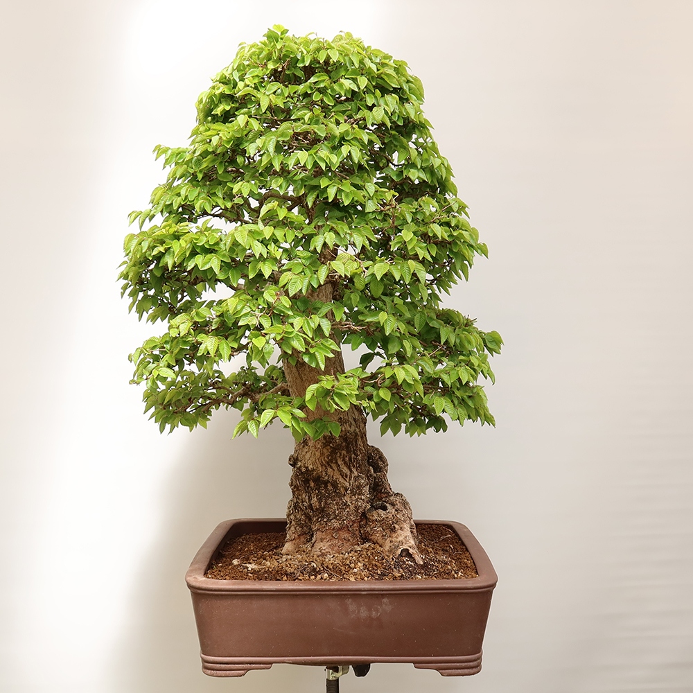 Bonsai für draußen - Karpinus Coreana - Koreanische Hainbuche