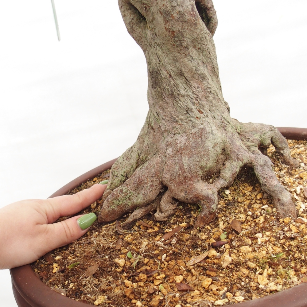 Bonsai für draußen - Japanische Azalee - Azalee Osakazumi