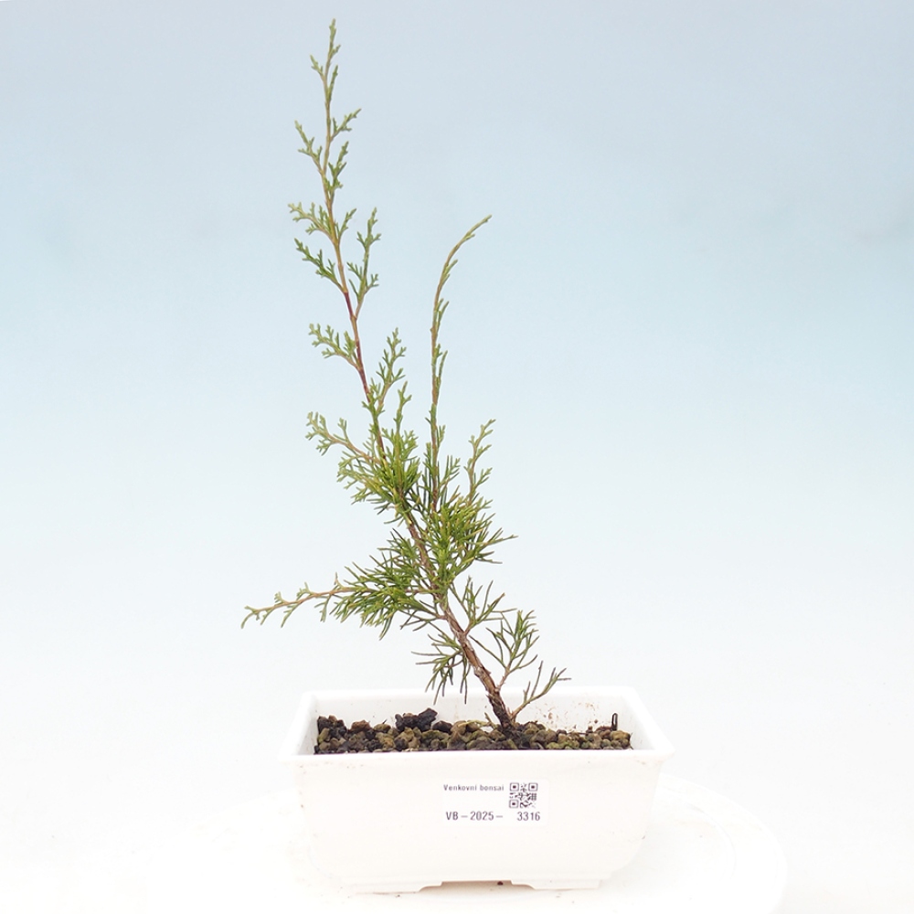 Bonsai für draußen - Juniperus chinensis Itoigawa