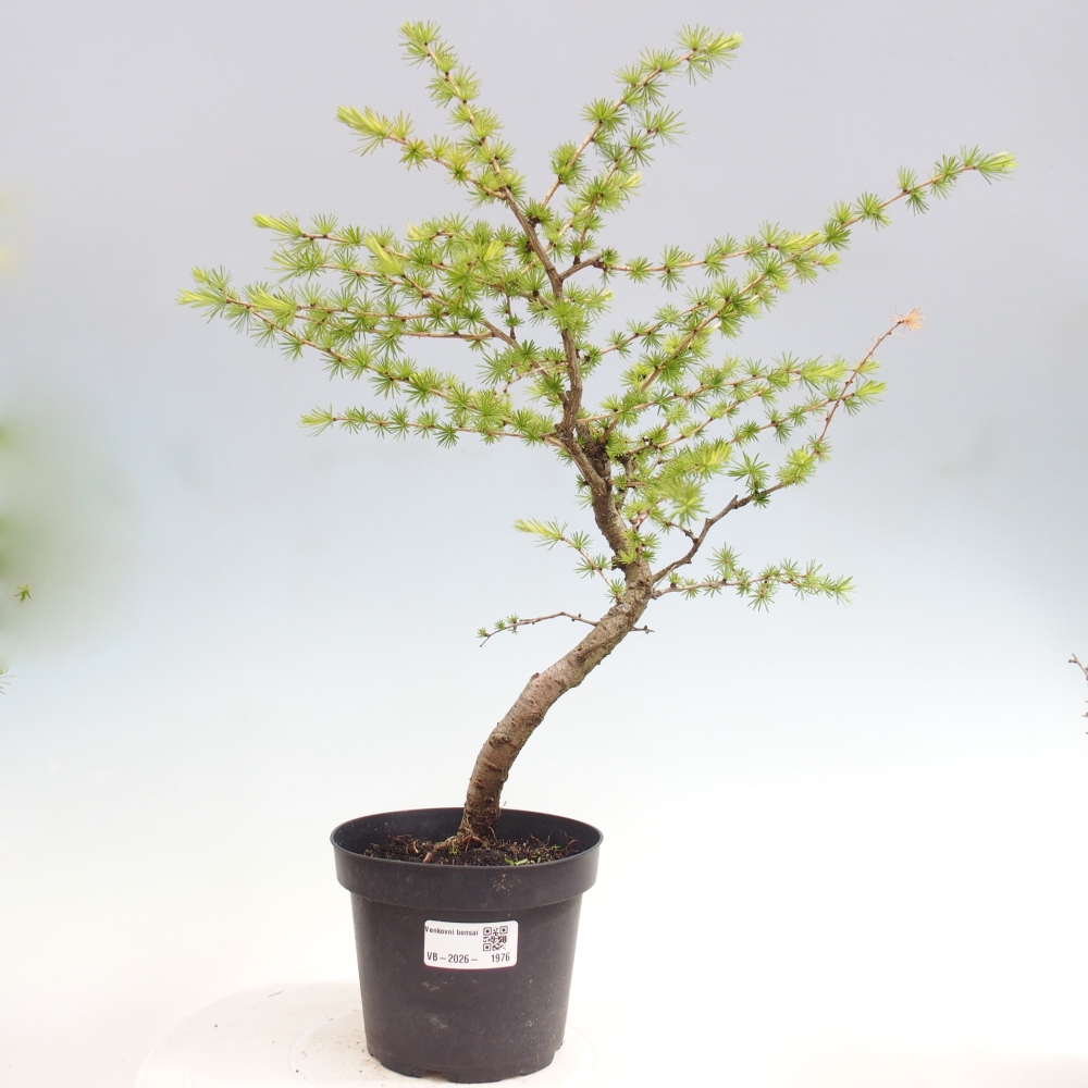 Bonsai für draußen -Larix decidua - Lärche