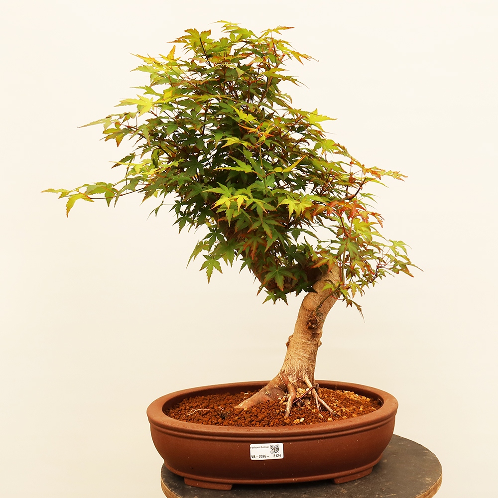 Bonsai für draußen - Ahorn palmatum - Palmen