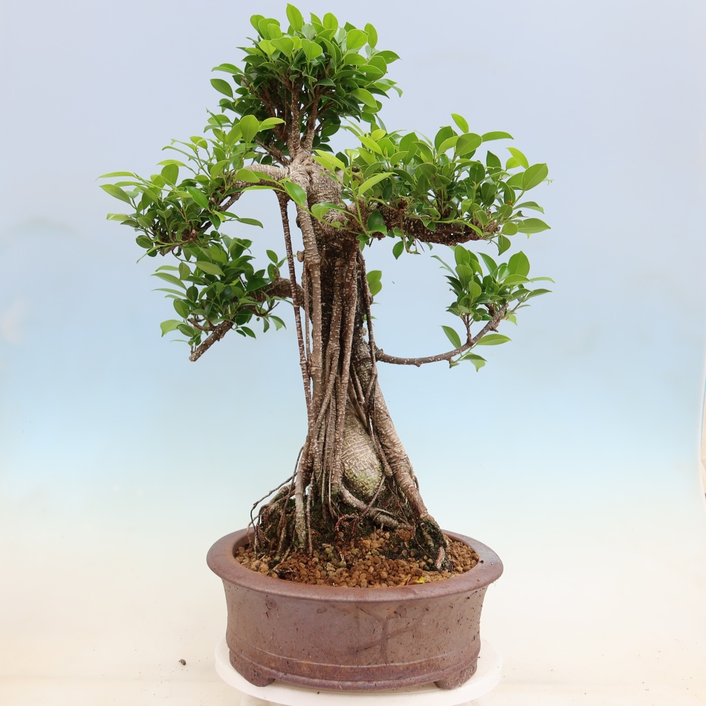 Zimmerbonsai - Ficus kimmen - Kleinblättriger Ficus