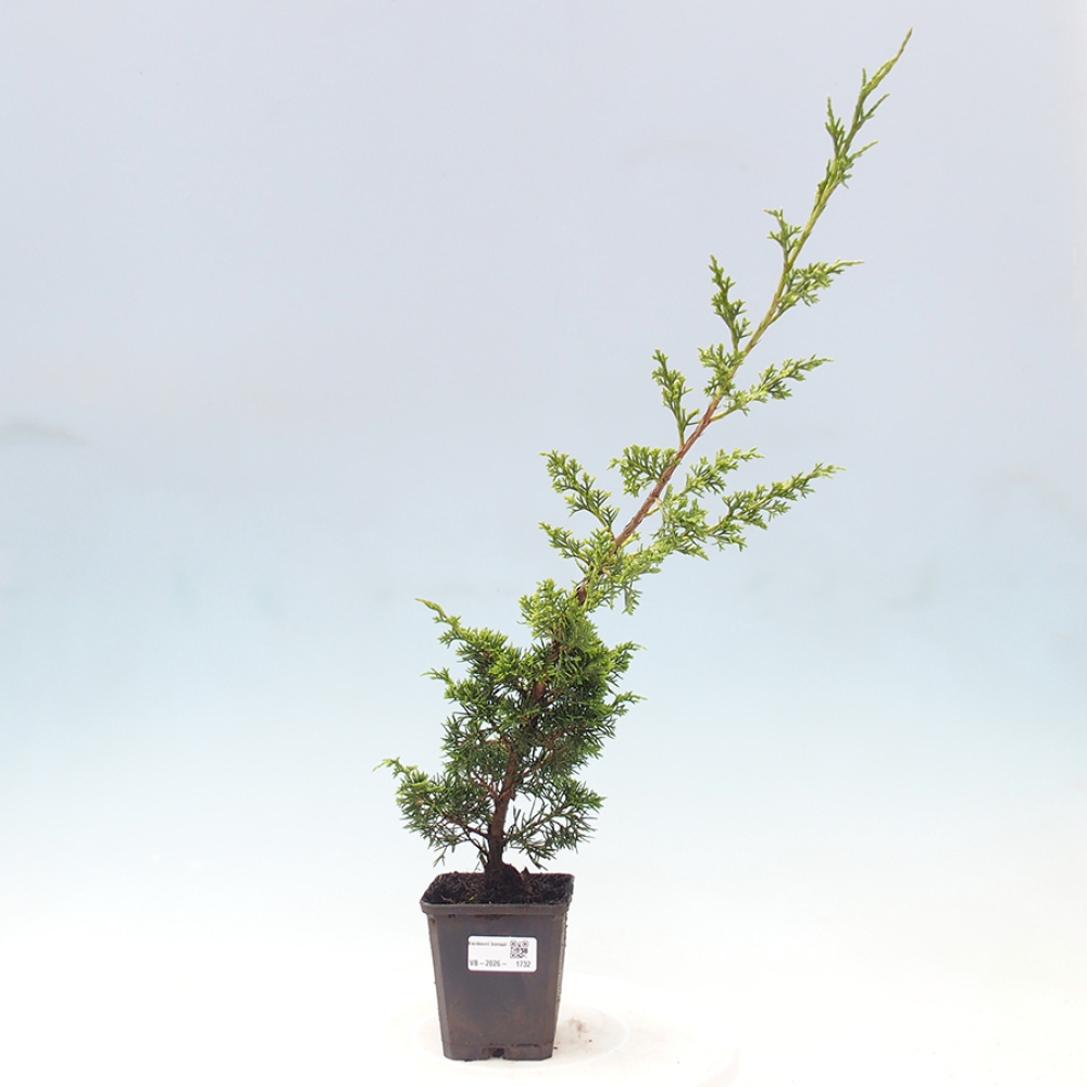 Bonsai für draußen - Juniperus chinensis Itoigawa