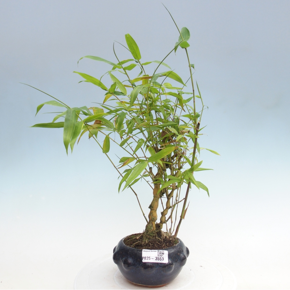 Zimmer Bonsai - Bambus budha-Bambus budha bauch