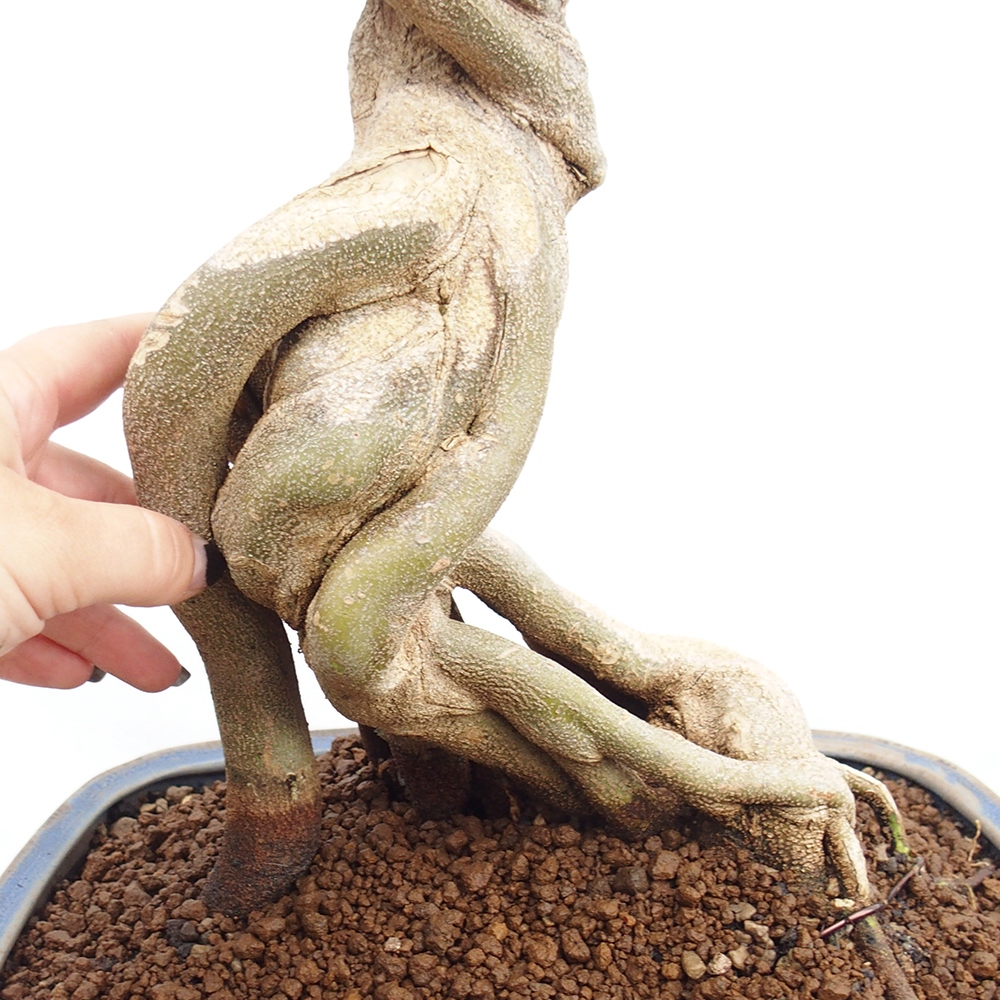 Bonsai für draußen - Acer Buergerianum - Bergahorn