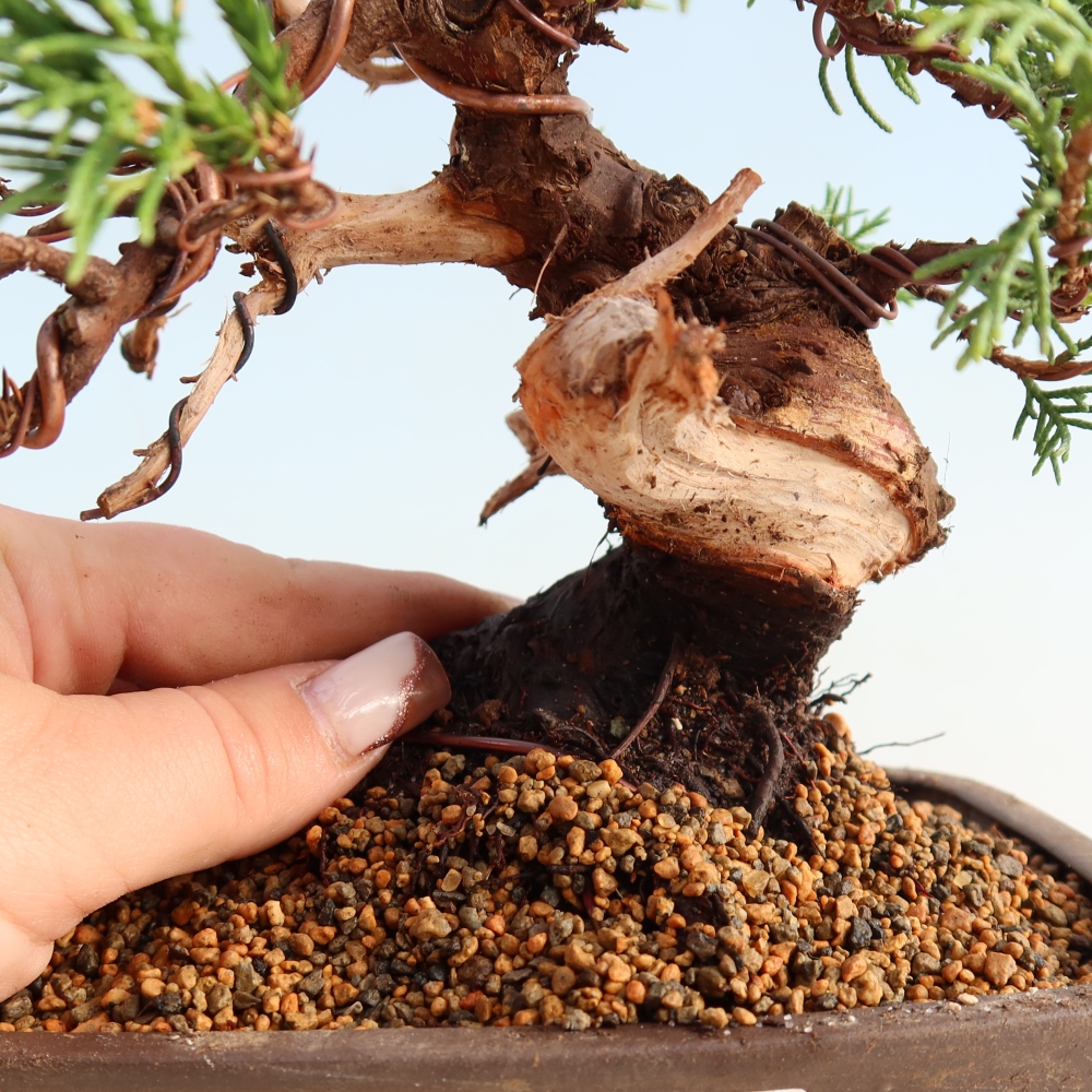 Bonsai für draußen - Juniperus chinensis Itoigawa