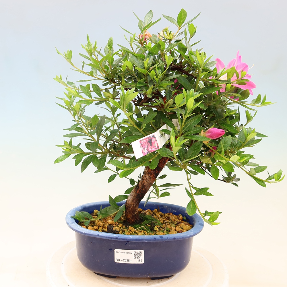 Bonsai für draußen - Japanische Azalee - Azalee Yoko