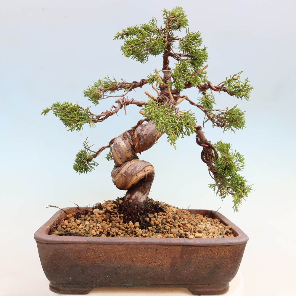 Bonsai für draußen - Juniperus chinensis Itoigawa-Juniperus chinensis