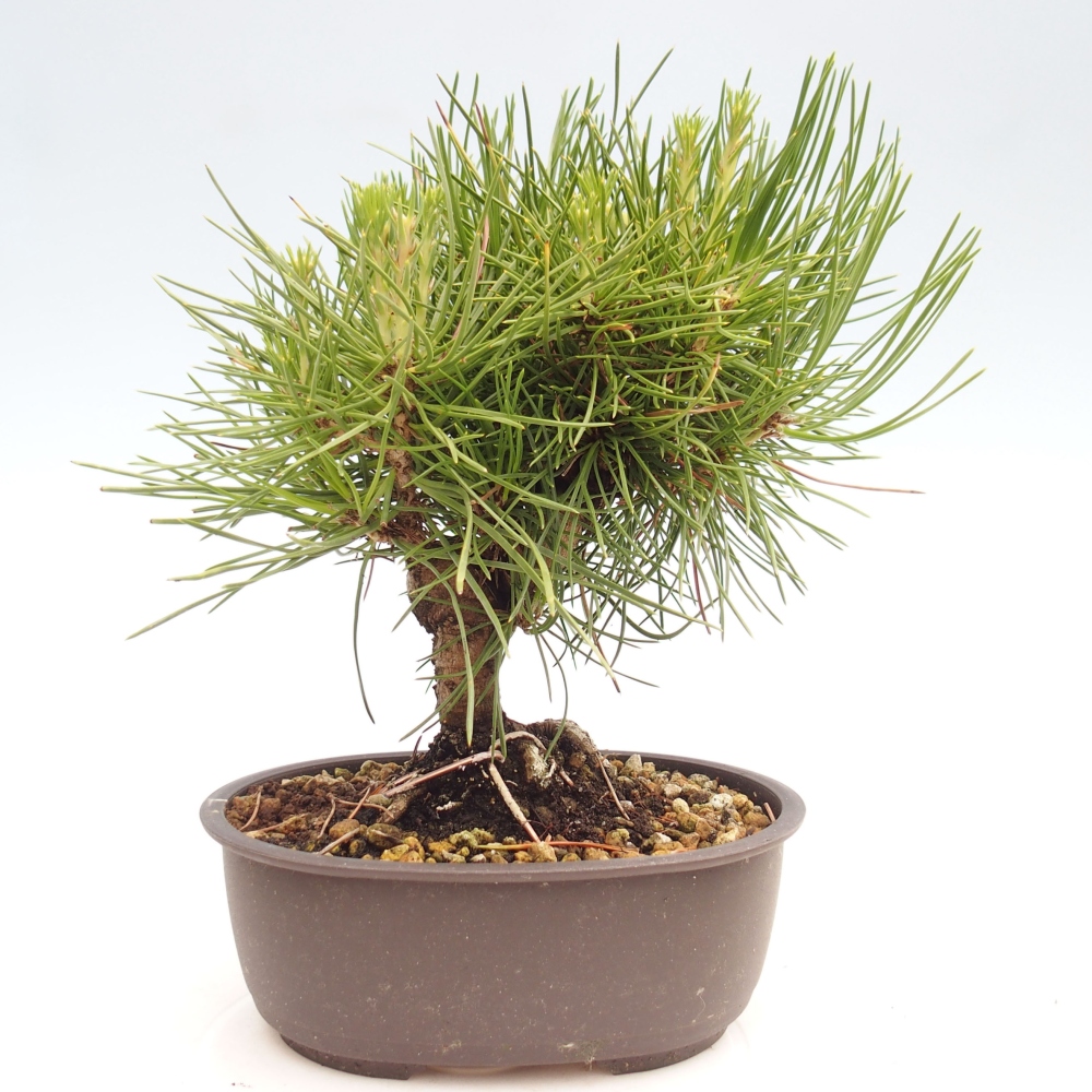 Bonsai für draußen - Pinus thunbergii - Thunberg-Kiefer
