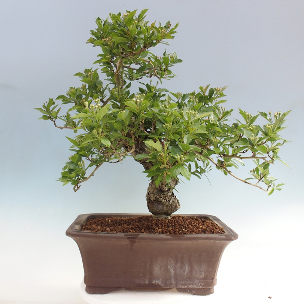Bonsai für draußen - Weißdorn - Crataegus cuneata