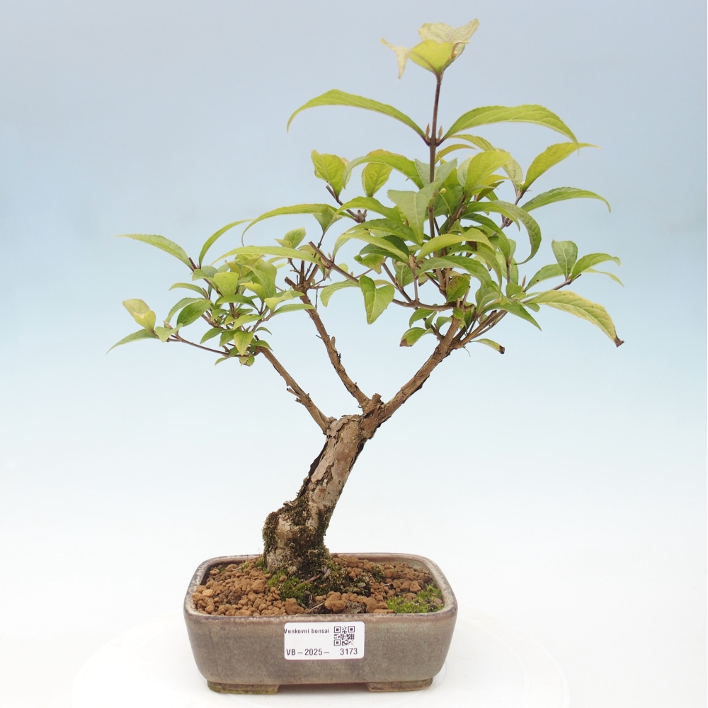 Bonsai für draußen - Callicarpa japonica