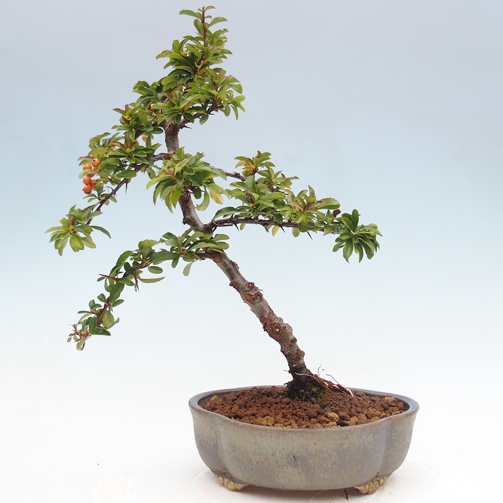 Freiland-Bonsai-Pyracantha Teton -Hlox