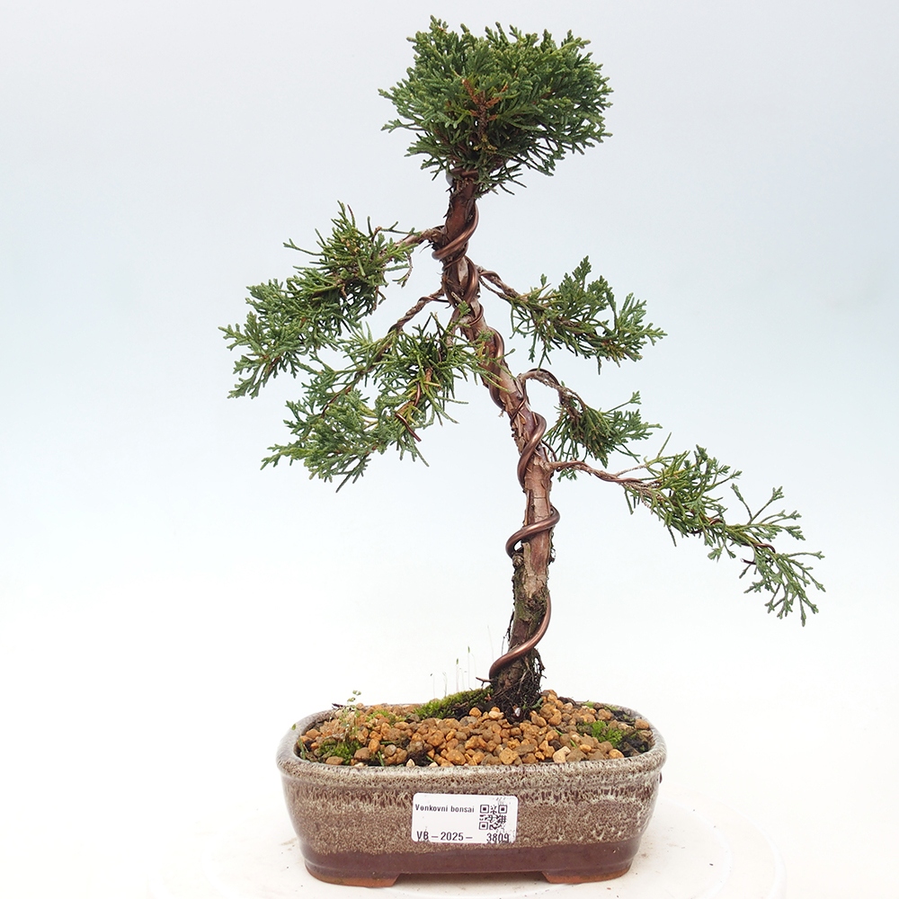 Bonsai für draußen - Juniperus chinensis Kishu