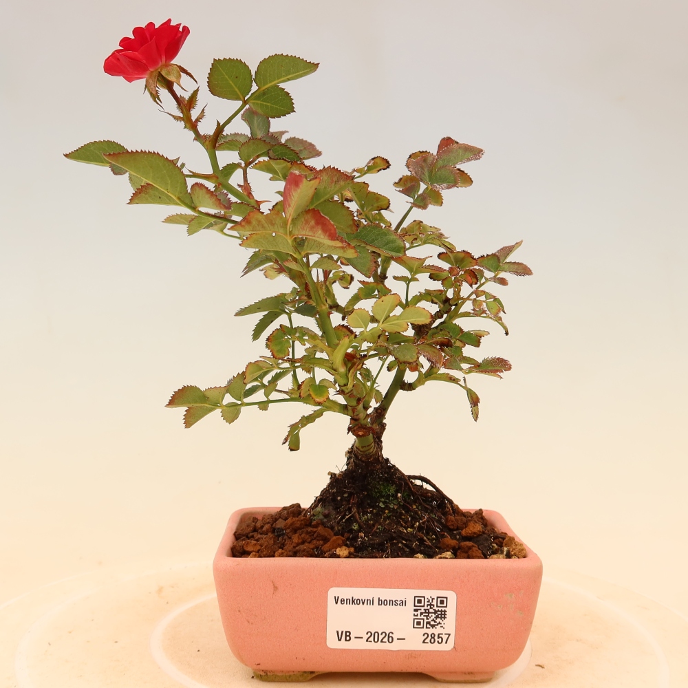 Bonsai für draußen - Rosa Kordes - Rose