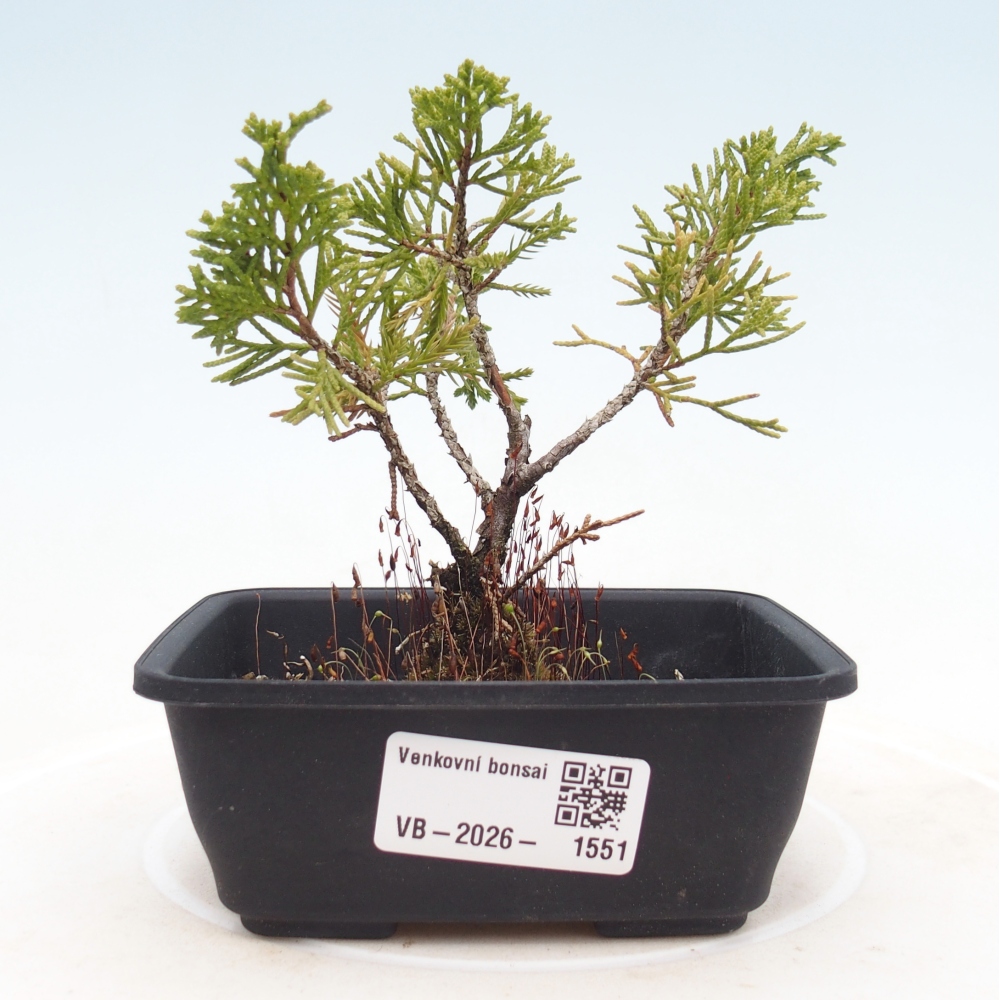 Bonsai für draußen - Juniperus chinensis Itoigawa