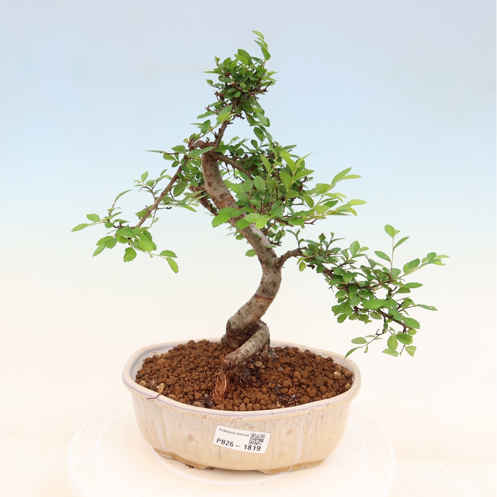 Zimmerbonsai - Ulmus parvifolia - Kleinblättrige Ulme