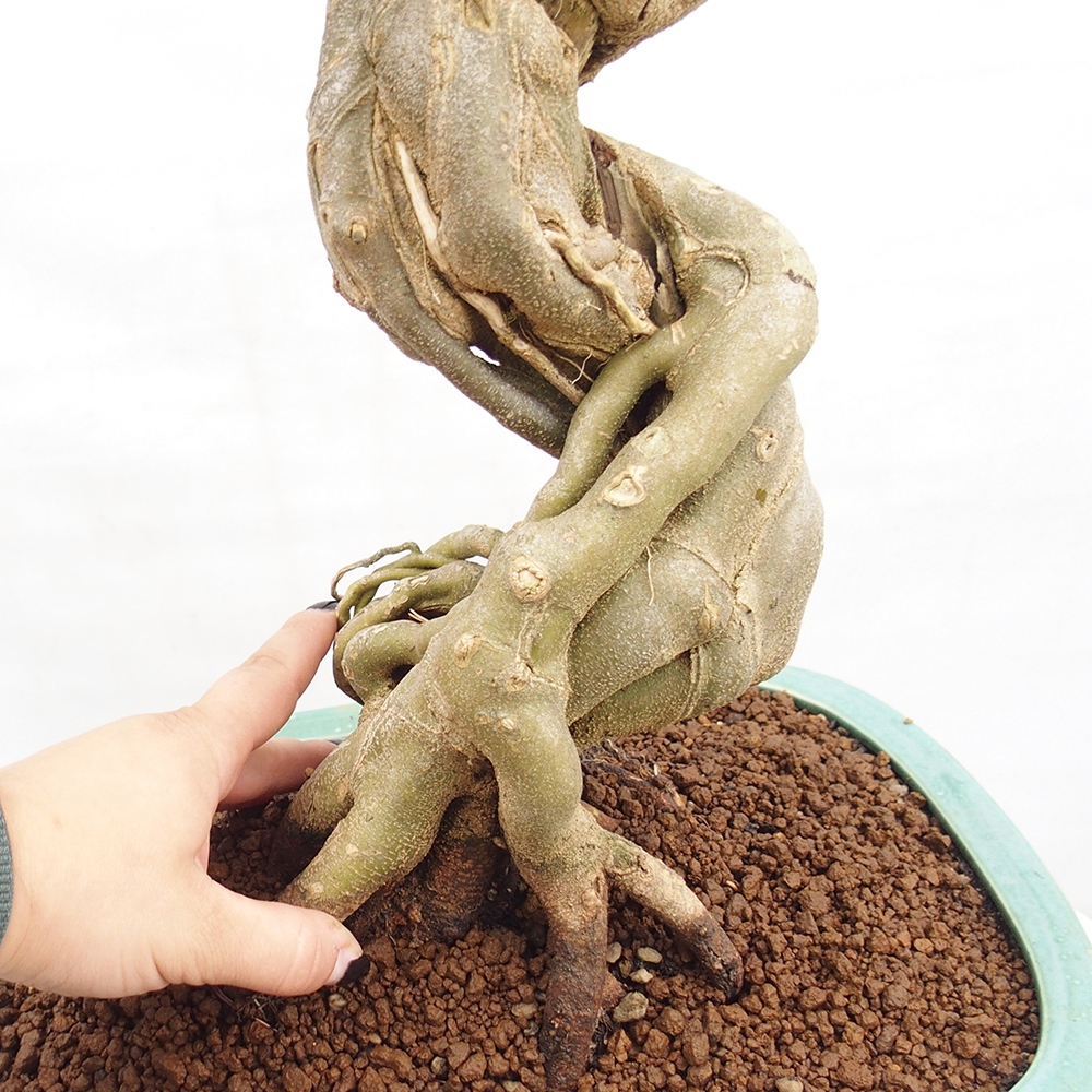 Bonsai für draußen - Acer Buergerianum - Bergahorn