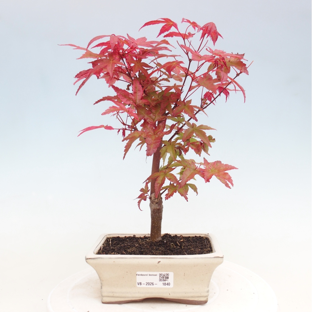 Bonsai für draußen - Acer palmatum DESHOJO