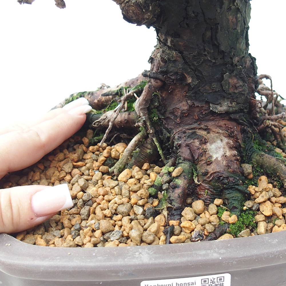 Bonsai für draußen - Pinus thunbergii Kotobuki - Thunberg-Kiefer