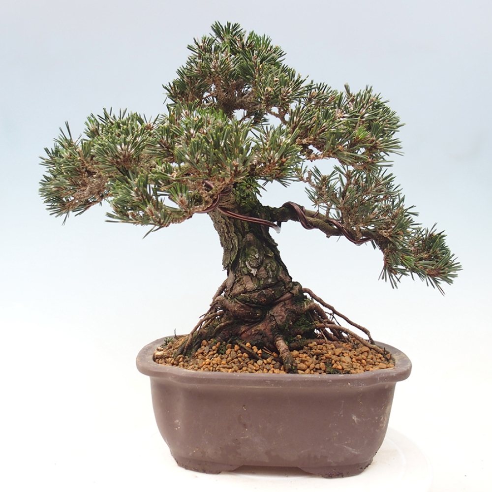 Bonsai für draußen - Pinus thunbergii Kotobuki - Thunberg-Kiefer