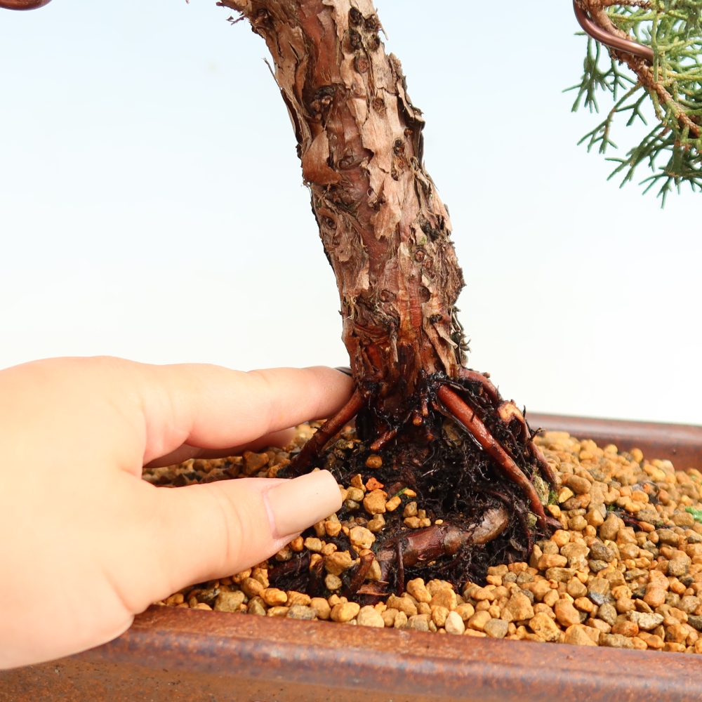 Bonsai für draußen - Juniperus chinensis Kishu