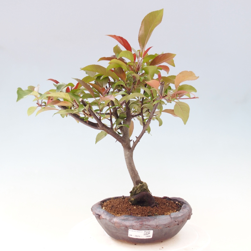 Outdoor-Bonsai -Malus domestica - Kleinfrüchtiger rotblättriger Apfelbaum