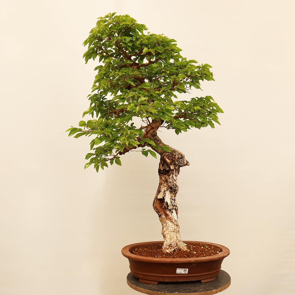 Bonsai für draußen - Karpinus Coreana - Koreanische Hainbuche