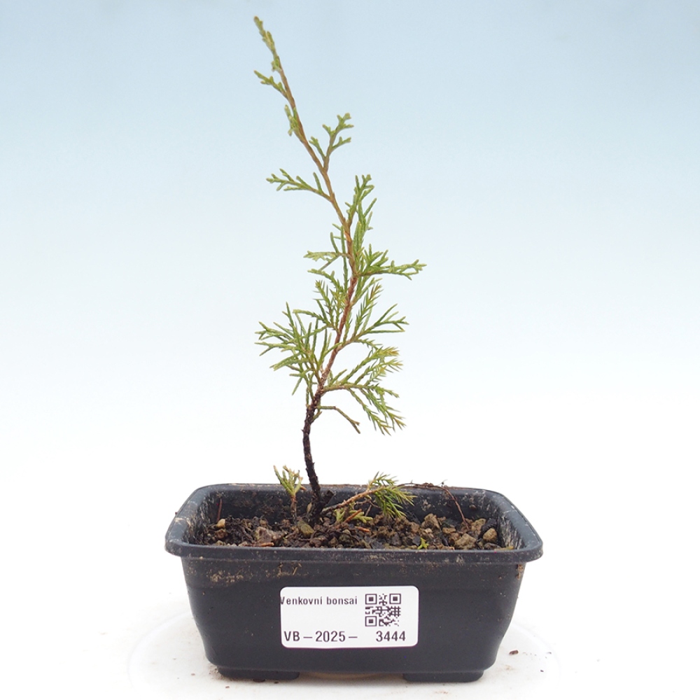 Bonsai für draußen - Juniperus chinensis Itoigawa