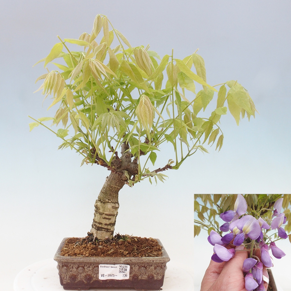 Bonsai für draußen - Wisteria floribunda