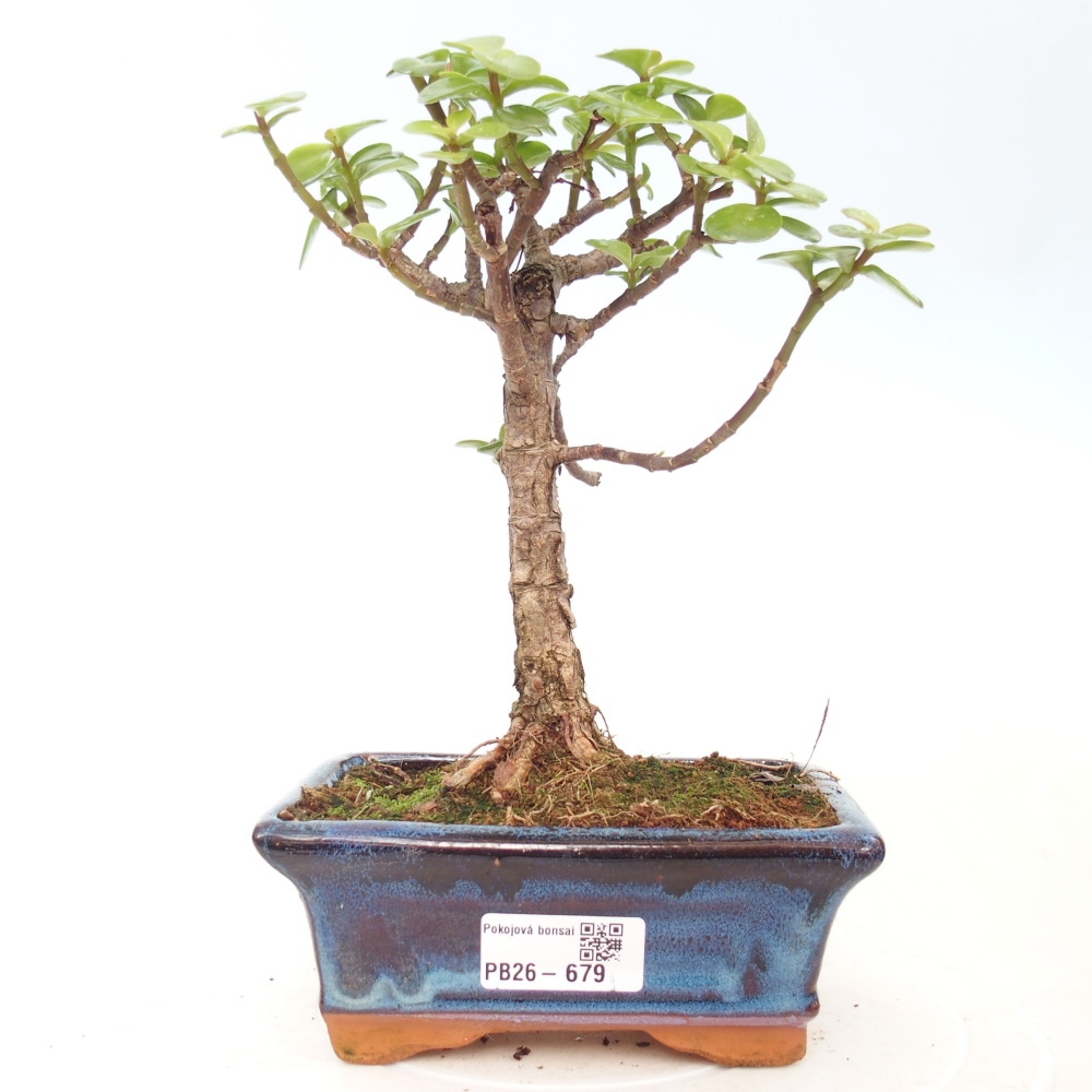 Zimmer Bonsai - Portulakaria Afra - Tlustice