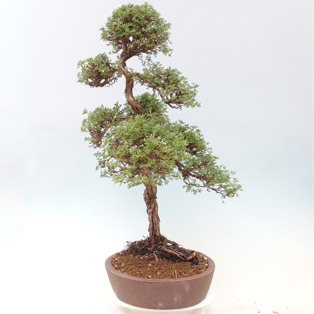 Bonsai für draußen - Potentila fruticosa