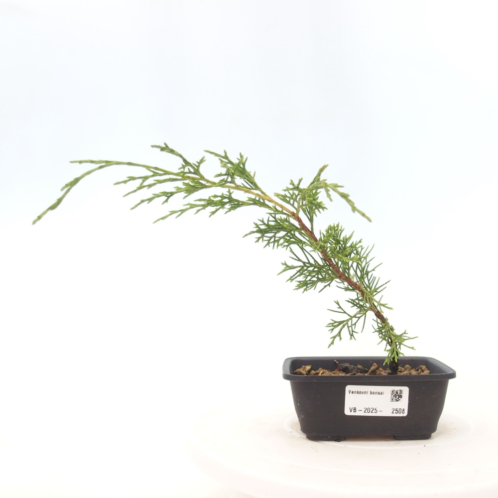 Bonsai für draußen - Juniperus chinensis Itoigawa