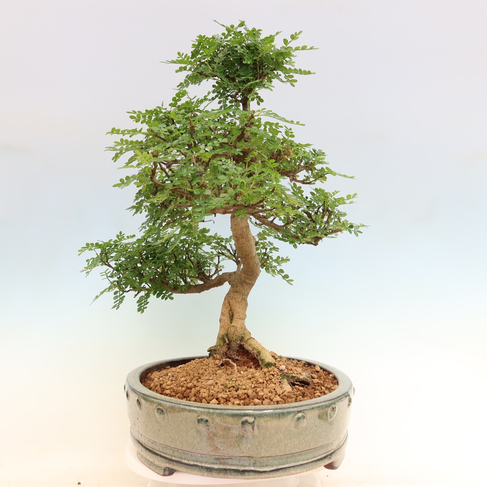 Zimmer Bonsai - Zantoxylum piperitum - Pfefferbaum