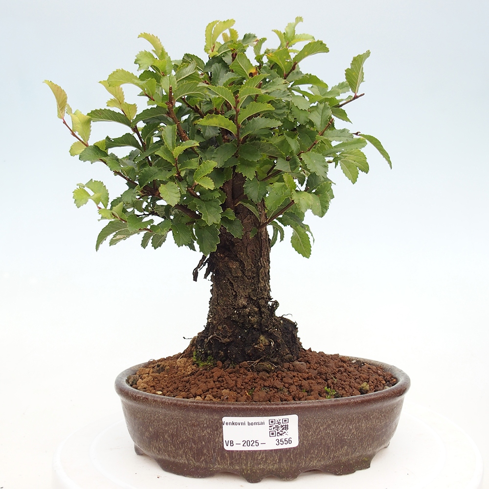 Bonsai für draußen - Zelkova - Zelkova NIRE