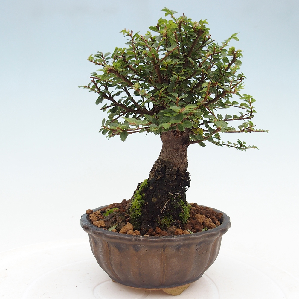 Bonsai für draußen - Ulmus parvifolia Hokkaido - Chinesische Ulme