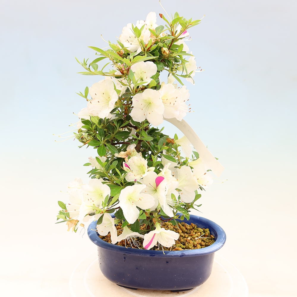 Bonsai für draußen - Japanische Azalee - Azalee Yukigesho