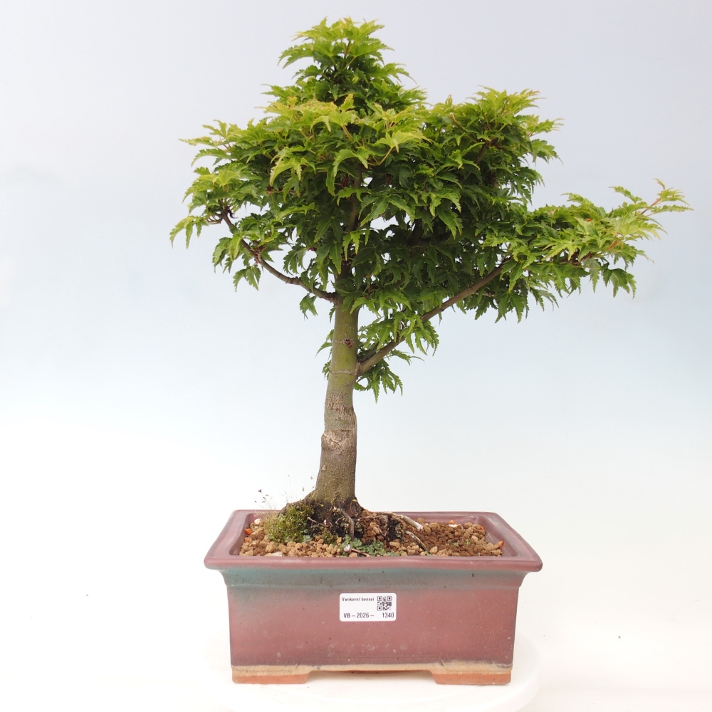 Bonsai für draußen -Javor-Palme Acer palmatum Shishigashira